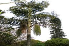 Caryota urens